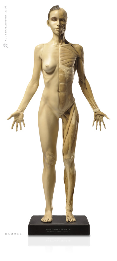 Female 1:3 Flesh /Anatomy v1A