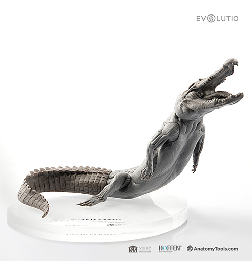 Crocodile 1:8 Anatomy v.PVC