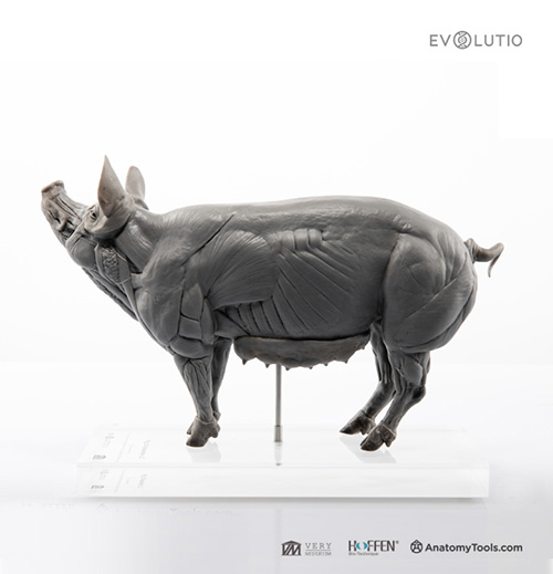 Domestic Pig 1:8 Anatomy v.PVC