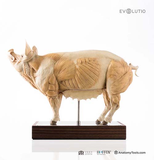 Domestic Pig 1:5 Anatomy v.1