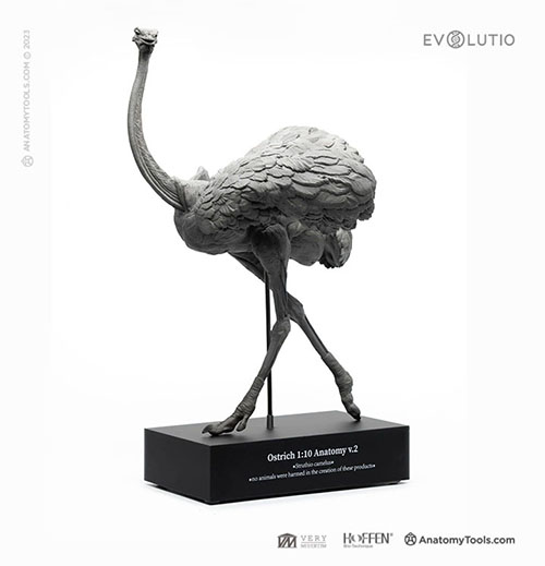 Ostrich 1:10 Anatomy v.PVC